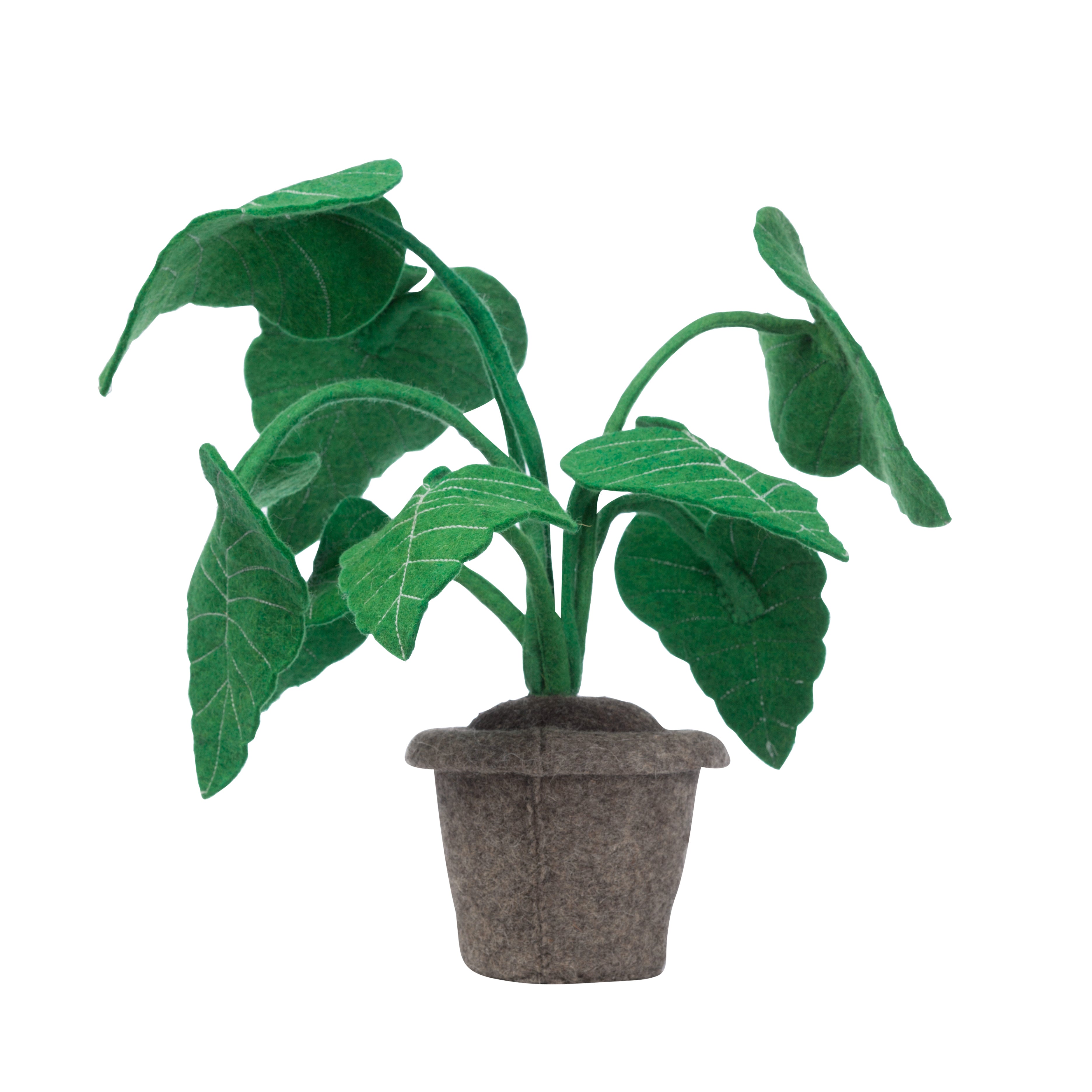 Plant alocasia, felt decoration plant