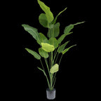 Strelitzia plant 210cm