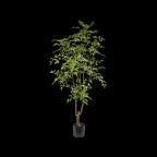 Nandina boom 180cm
