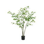 Enkianthus tree 150cm