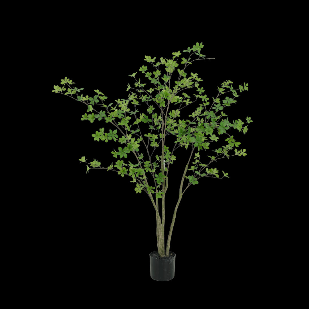 Enkianthus tree 150cm