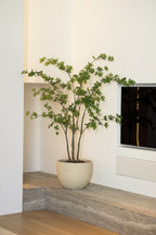 Enkianthus tree 150cm